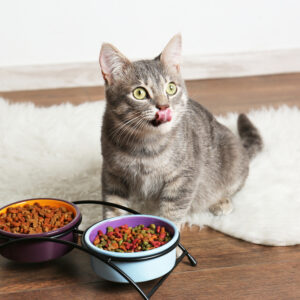 4 Common Questions About Grain-Free Dry Cat Food